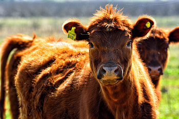 Animals, Muzzle, Color, Cow, Pasture HD wallpaper