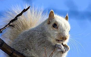 Animals, Squirrel, Background, Sky, Muzzle HD wallpaper