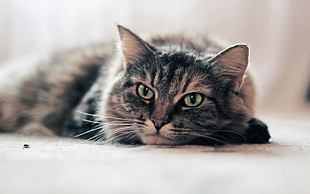 Animals, Cat, To Lie Down, Lie, Muzzle, Sight, Opinion, Anger HD wallpaper