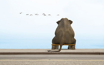 Funny, Animals, Elephants HD wallpaper
