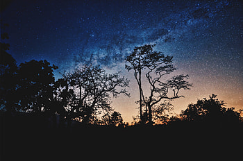 Trees, Sky, Stars, Night, Dark HD wallpaper