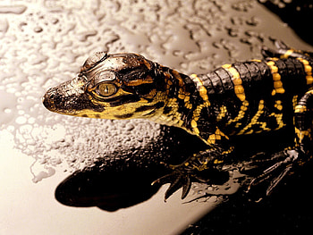 Animals, Striped, Reptile, Small, Crocodile, Alligator HD wallpaper