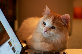 Cat, For Laptop HD wallpaper