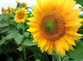 Flowers, Sunflowers, Summer, Field, Mood HD wallpaper