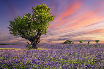Lavender Dreamscape — Nature, nature, lavender HD wallpaper