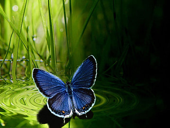 Butterflies, Insects HD wallpaper