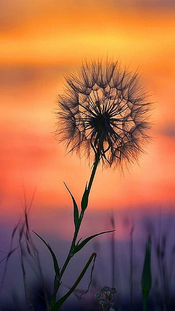 Dandelion, sunset HD phone wallpaper