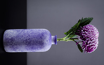 Chrysanthemum, vase, nature, flower HD wallpaper