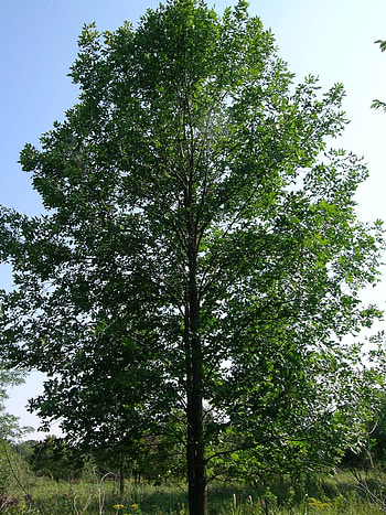 Healthy ash trees, Southeast Michigan, Northwest Ohio, Tree conservation HD phone wallpaper