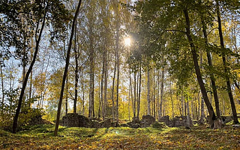Park in Latvia, sunbeams, Latvia, ruins, park HD wallpaper