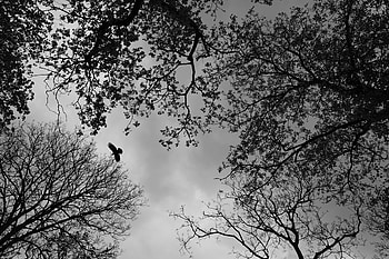 Nature, Trees, Bird, Bw, Chb HD wallpaper
