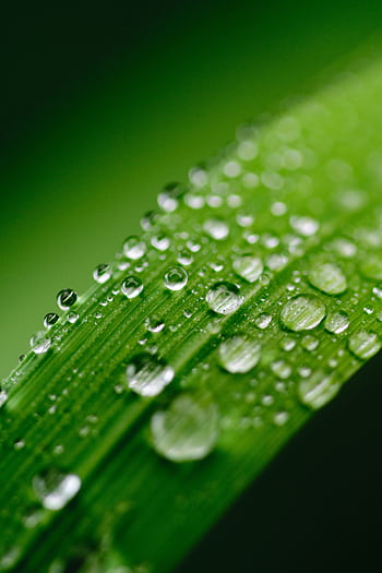 Close-up view of dewdrops on a vibrant green leaf, showcasing nature's freshness. HD phone wallpaper