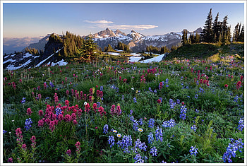 amazing landscape, snow, trees, colors, sky, nature, flowers, grass, mountains HD wallpaper