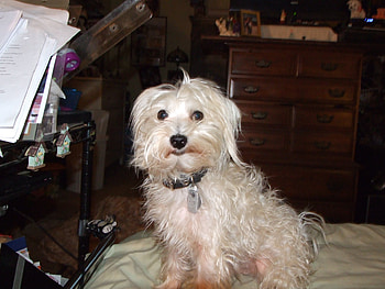 Jake, puppy, Jakey, maltise, doggie HD wallpaper