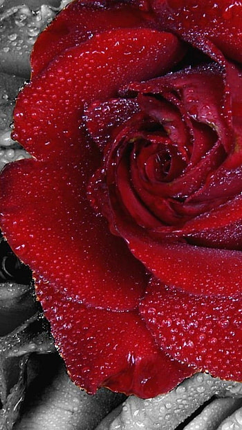 Beautiful Flowers Roses, Black And White, Background HD phone wallpaper