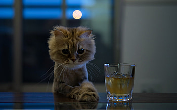 :), night, eyes, glass, cat HD wallpaper