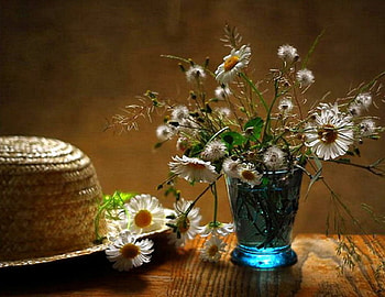 Daisies, still life, art, cool, flowers, beauty, hats HD wallpaper