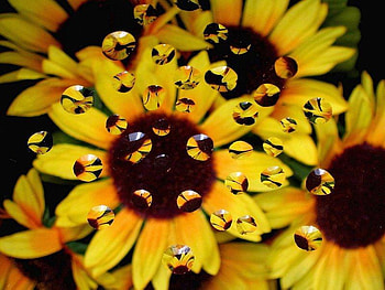 Daisy Reflections, water, daisy, yellow, flower HD wallpaper
