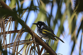 Animals, Bird, Branch, Sits, Is Sitting, Small HD wallpaper