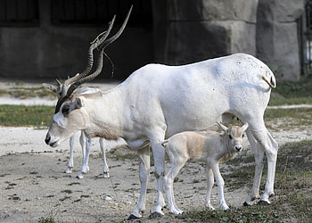 White addax animal, jungle nature HD wallpaper