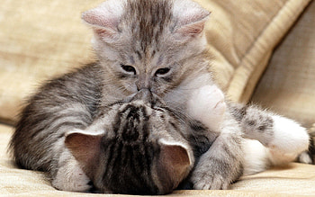 Animals, Couple, Pair, Care, Kiss, Kittens HD wallpaper
