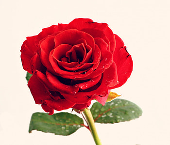For you!, valentine, rose, white, flower, green, red HD wallpaper