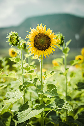 Plants, Flowers, Sunflowers, Stems HD phone wallpaper