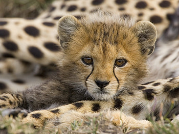 Animals, Leopards HD wallpaper