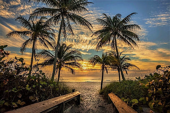 Florida, sky, palm trees, beach HD wallpaper