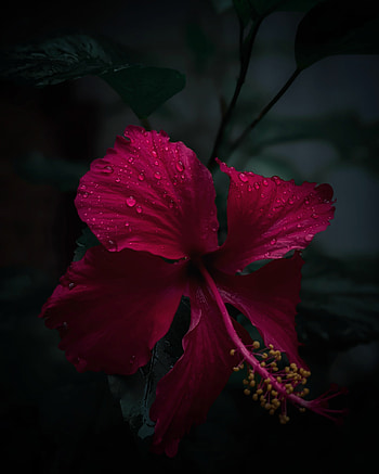 Red flower, rain, nature HD phone wallpaper
