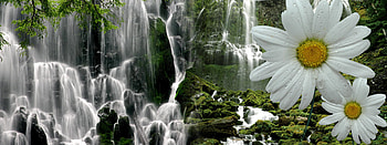 Waterfalldaisy. jpg, waterfall, nature, mountins, daisy HD wallpaper