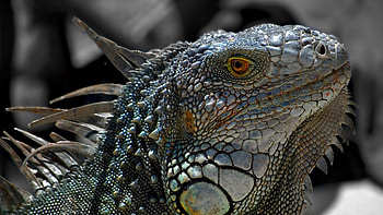Animals, Macro, Lizard, Reptile, Iguana HD wallpaper