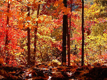 In the Forest, autumn, leaves, orange, forest HD wallpaper