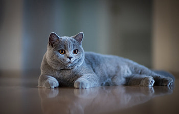 British Cat, , Breathtaking , Classic elegance HD wallpaper