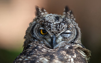 Animals, Owl, Feather, Bird, Color, Wink HD wallpaper