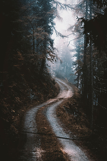 Nature, Trees, Pine, Road, Forest, Fog HD phone wallpaper