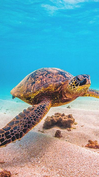 Turtle, Adorable Ocean Turtle HD phone wallpaper