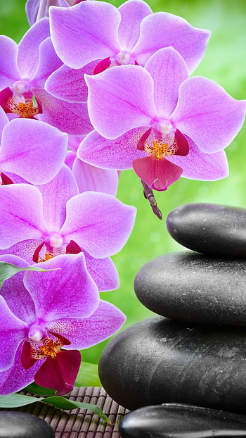 candle, flower, orchid, leaf, light, religious HD phone wallpaper
