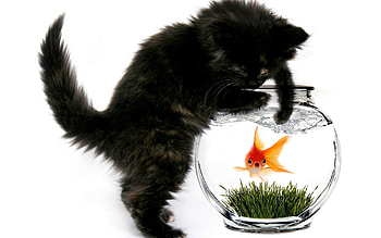 Animals, Cats, Aquariums, Fishes HD wallpaper