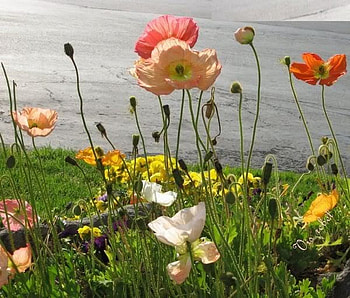 poppy, wild, field, flower HD wallpaper