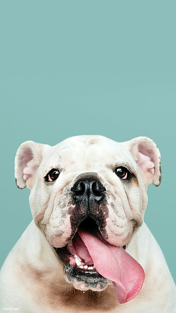 Bulldog, White puppy portrait, Mobile , Premium HD phone wallpaper