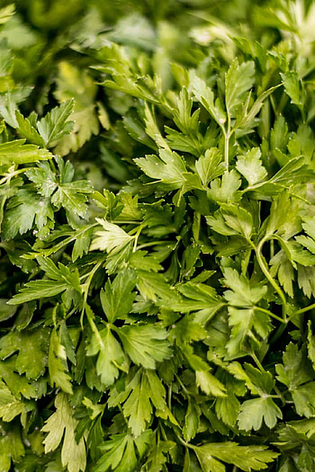 Parsley herb, Flat leaf variety, Leons Fruit Shop, Fresh and flavorful HD phone wallpaper