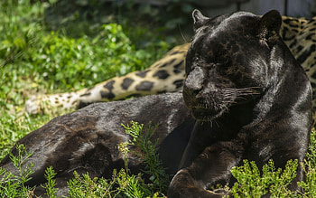 Sleeping, Black Panthers HD wallpaper