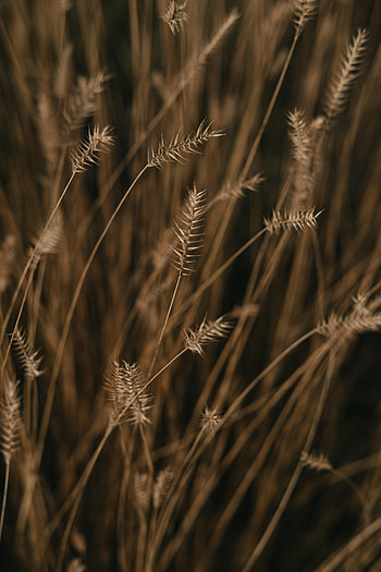 Nature, Plant, Macro, Field, Ears, Spikes HD phone wallpaper