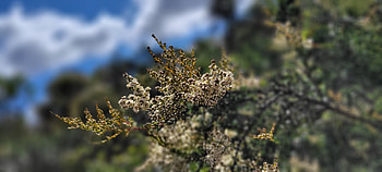 Floral Closeup - White Flowers Blur, white, plant, close-up, flower, graphy, nature HD wallpaper