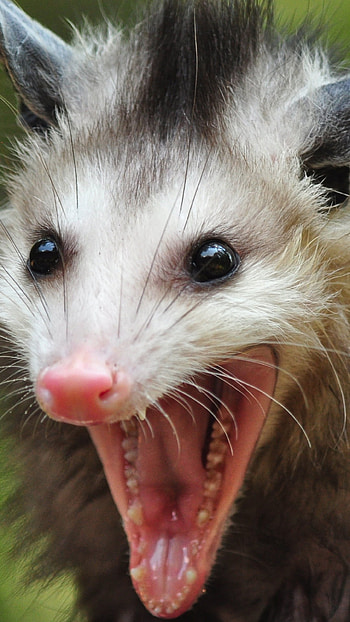 Possum, Beautiful nature scenes, Outdoor graphy, Wildlife appreciation HD phone wallpaper