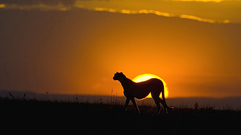 Animals, Sunset, Sky, Sun, Cheetah, Silhouette, Predator, Big Cat HD wallpaper