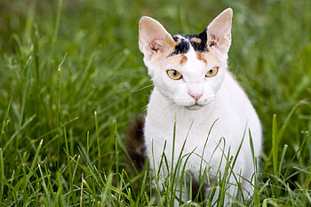 Animals, Grass, Cat, Aggression, Muzzle HD wallpaper