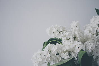 Flowers, Lilac, Branch HD wallpaper