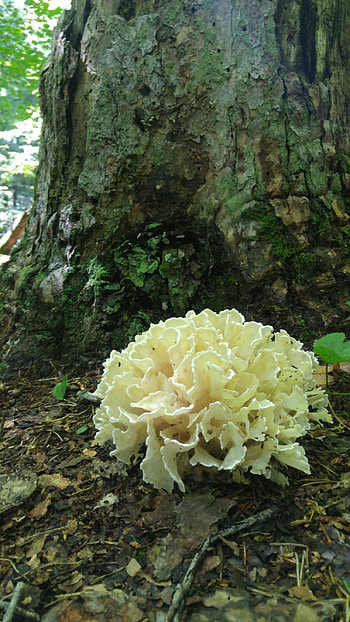 Sparassis genus, Inaturalist United Kingdom, Cauliflower mushrooms, Food HD phone wallpaper